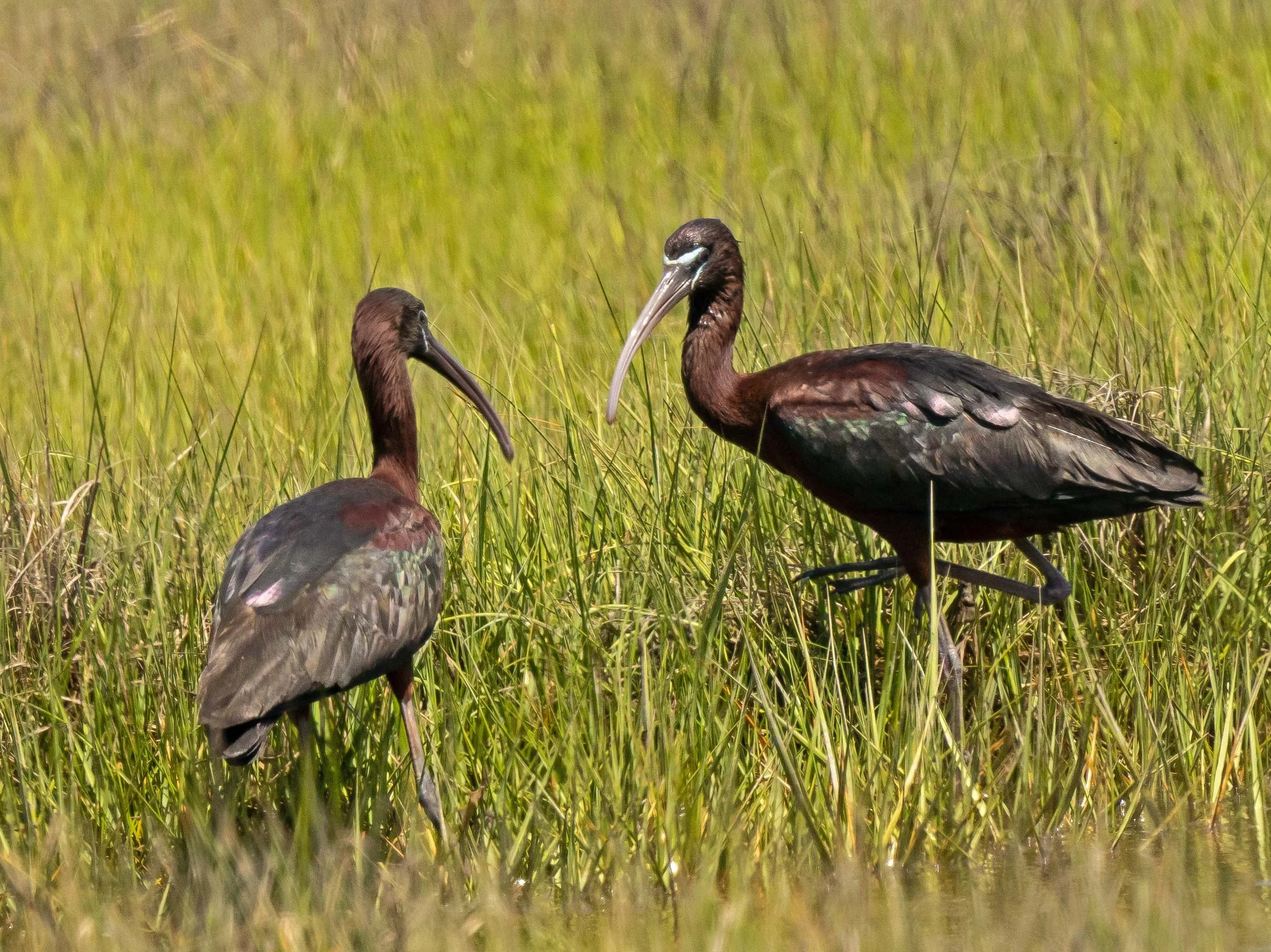 Glossy Ibises — Susan Kirby